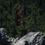 Falkensteinwanderung 2013